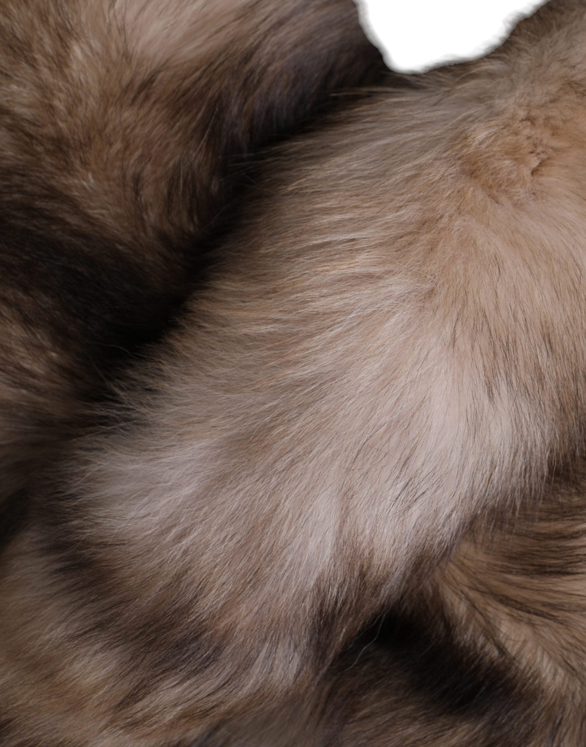 Dolce & Gabbana Brauner Frostfuchs Pelz Halswärmer Winterschal-6