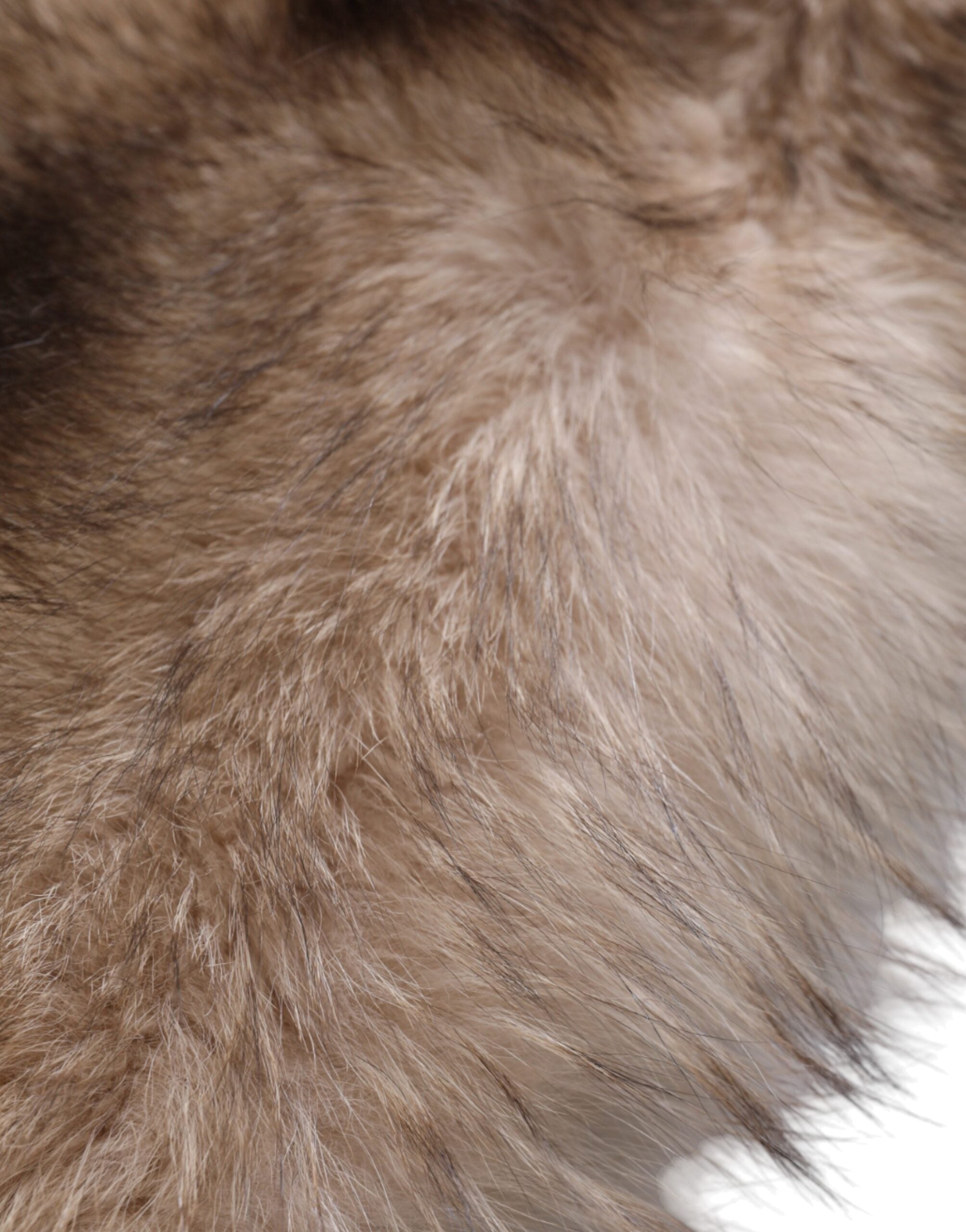 Dolce & Gabbana Brauner Frostfuchs Pelz Halswärmer Winterschal-7